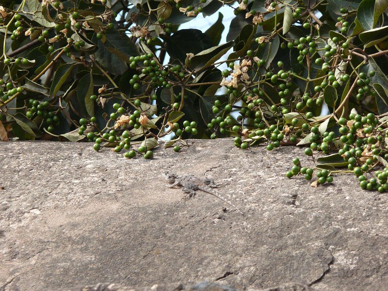 P1090288.JPG