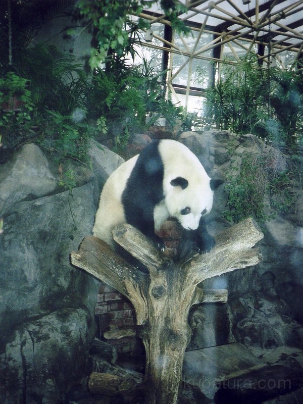 BeijingZoo2.jpg