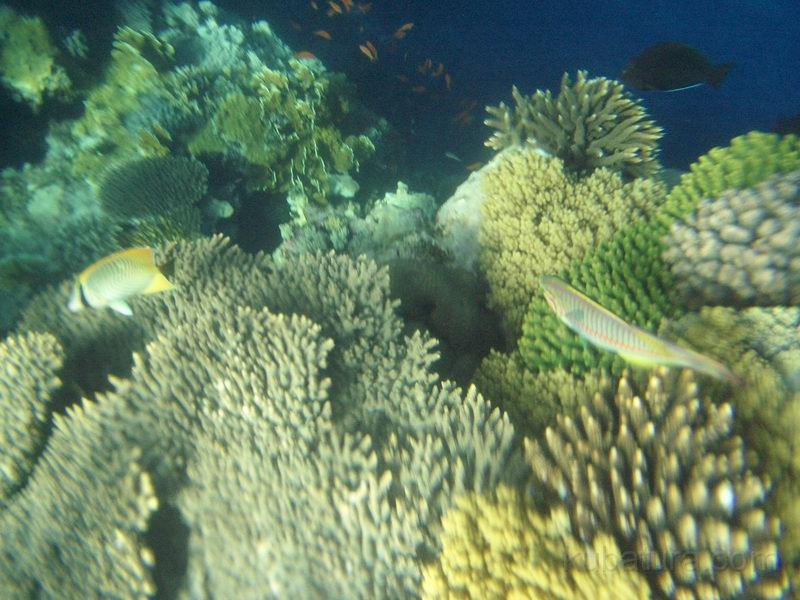 IMG005.JPG