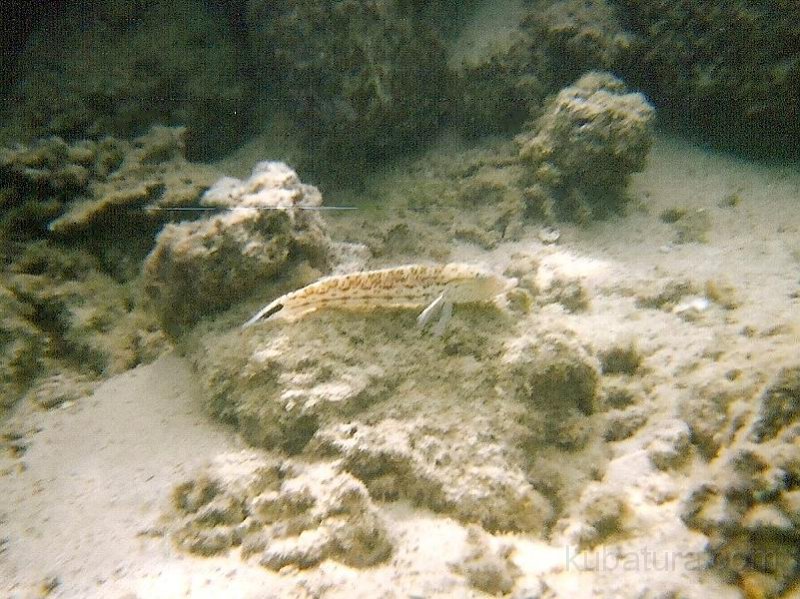 IMG059.jpg
