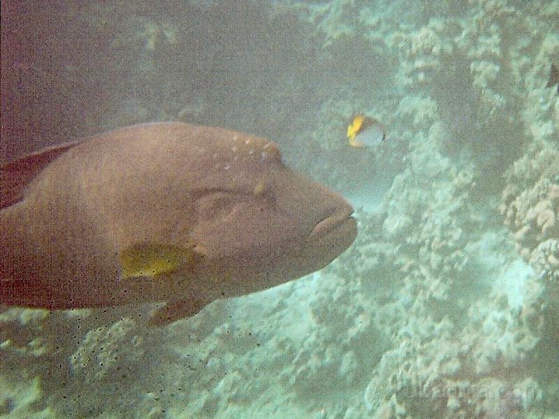 IMG061.jpg